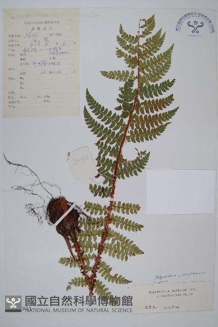 登錄號:P003901藏品圖，第1張