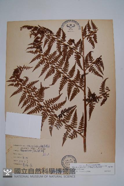 熱帶鱗蓋蕨藏品圖，第1張