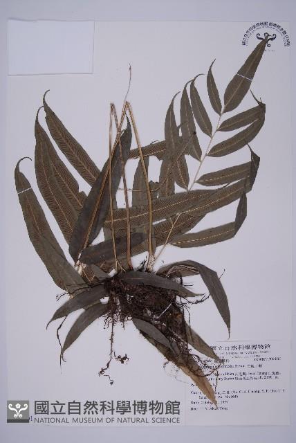 華鳳丫蕨藏品圖，第1張