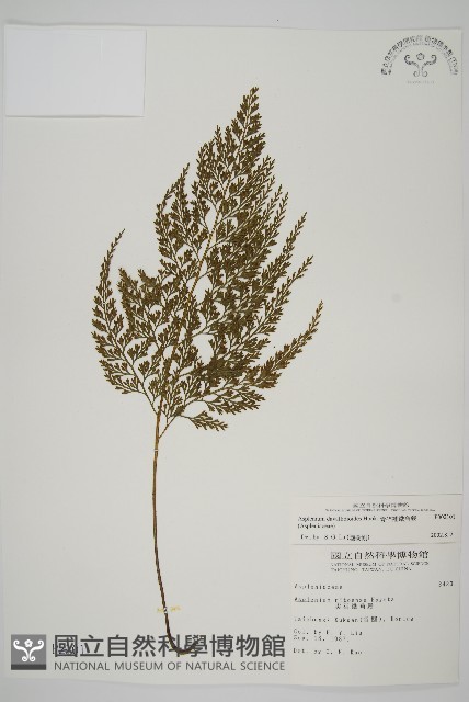 骨碎補鐵角蕨藏品圖，第1張