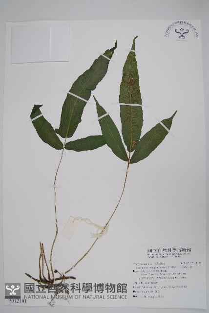 新月蕨、三葉新月蕨藏品圖，第1張