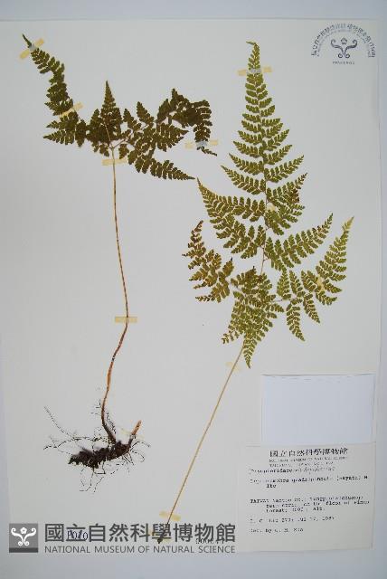 毛苞擬複葉耳蕨藏品圖，第1張