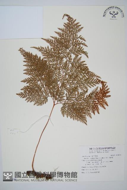 海州骨碎補藏品圖，第1張