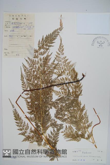 日本金粉蕨藏品圖，第1張