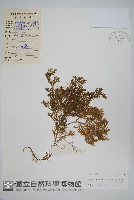 糙葉卷柏藏品圖，第1張