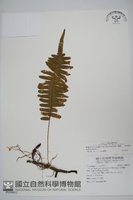 疏毛水龍骨藏品圖，第1張