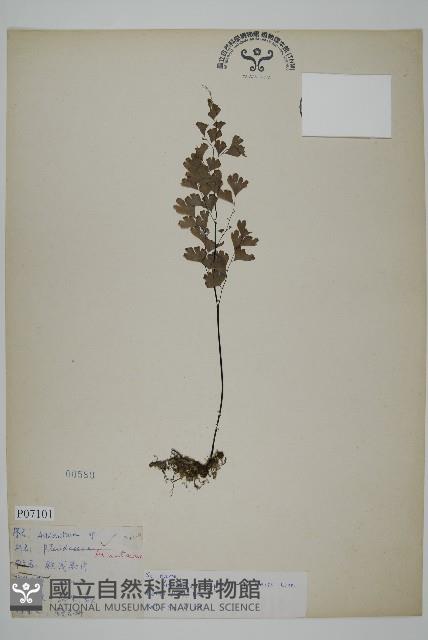 鐵線蕨藏品圖，第1張