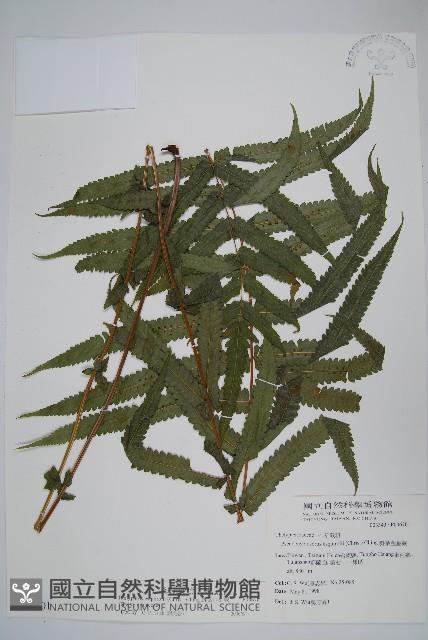 擬毛蕨藏品圖，第1張