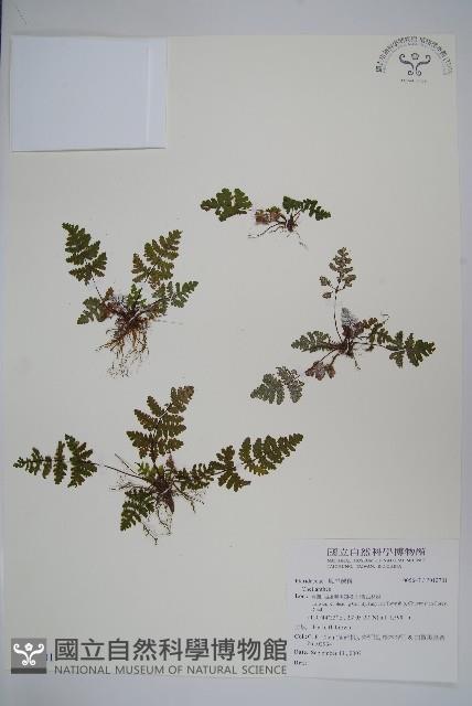 登錄號:P012701藏品圖，第1張