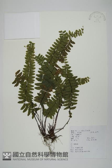 生芽鐵角蕨藏品圖，第1張