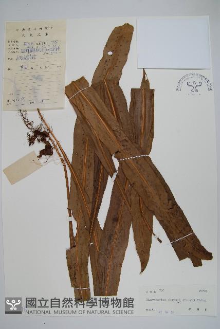 大星蕨藏品圖，第1張