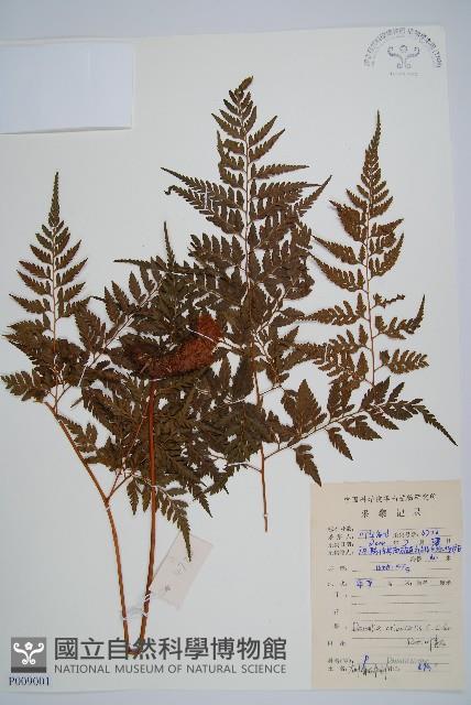 大葉骨碎補藏品圖，第1張