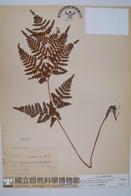 蕨藏品圖，第1張