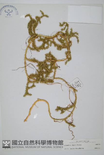 石松藏品圖，第1張