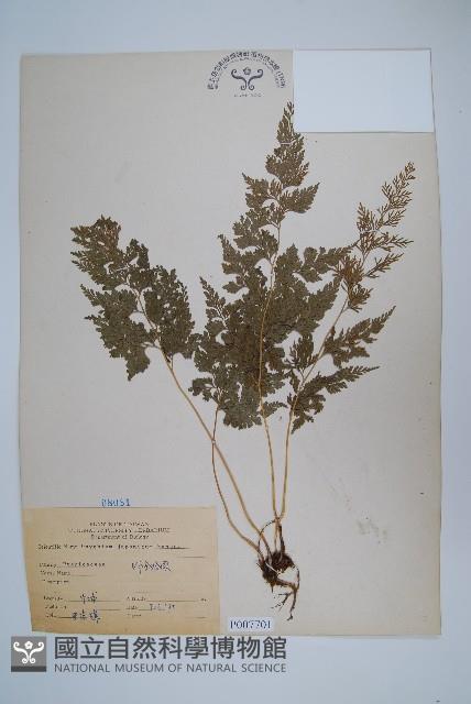 日本金粉蕨藏品圖，第1張