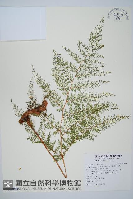 小膜蓋蕨、臺灣小膜蓋蕨藏品圖，第1張