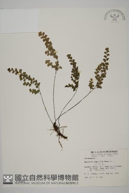 鐵線蕨藏品圖，第1張