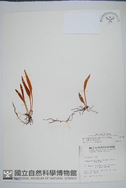 玉山石葦藏品圖，第1張