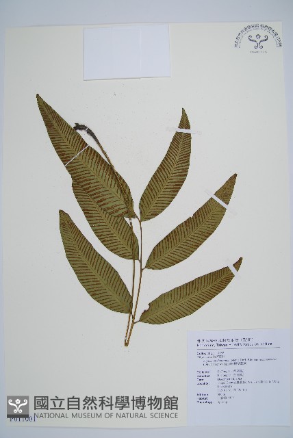 隱脈細柄雙蓋蕨藏品圖，第1張