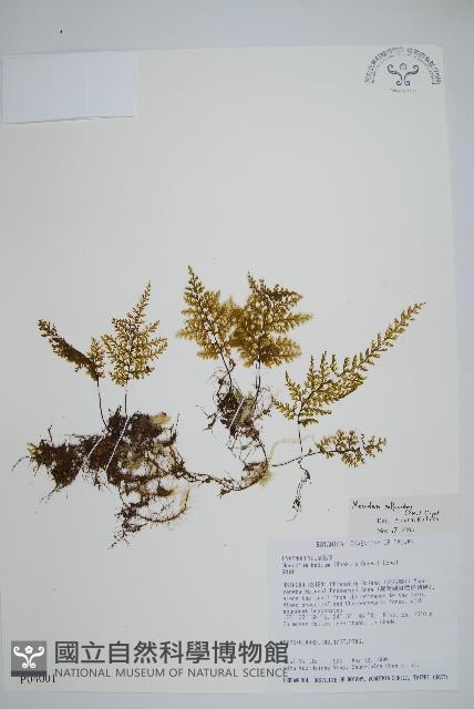 細葉蕗蕨藏品圖，第1張