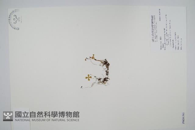 Accession Number:P009701 Collection Image, Figure 1, Total 2 Figures