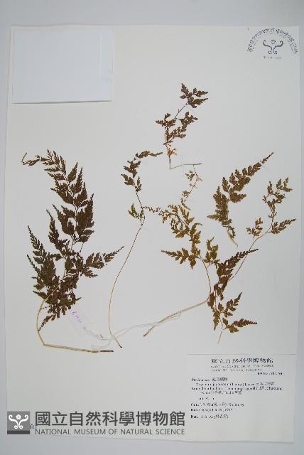 日本金粉蕨藏品圖，第1張