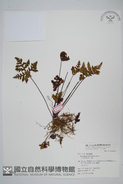 黑心蕨藏品圖，第1張