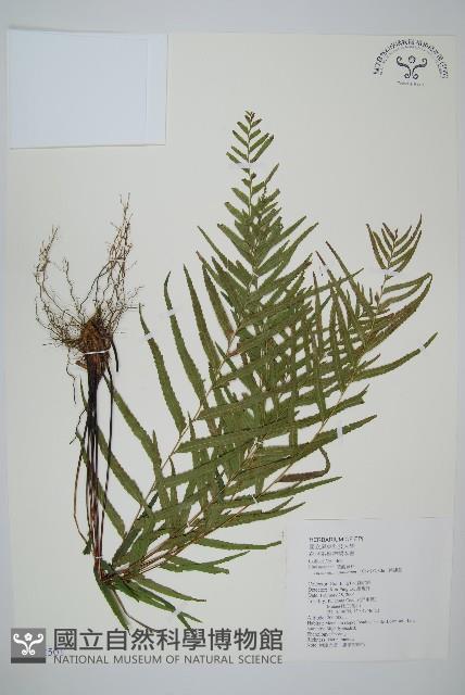 達邊蕨藏品圖，第1張