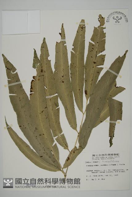 日本鳳丫蕨藏品圖，第1張