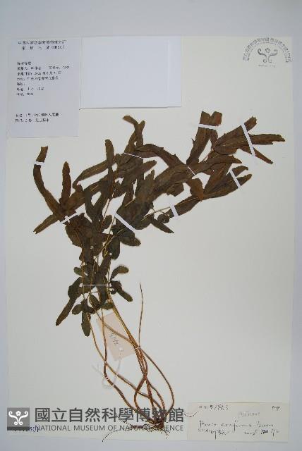 箭葉鳳尾蕨藏品圖，第1張