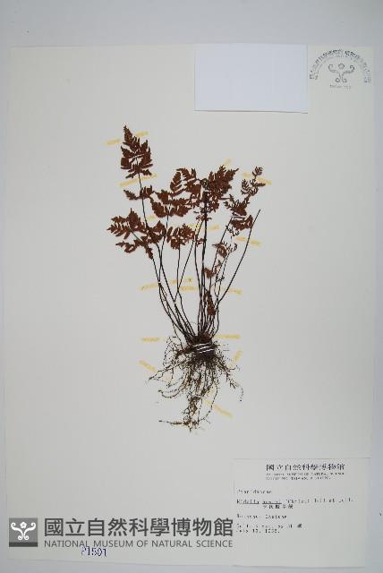 亨氏擬旱蕨藏品圖，第1張