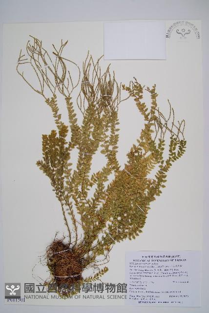 小垂枝石松藏品圖，第1張