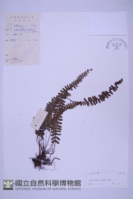 生芽鐵角蕨藏品圖，第1張