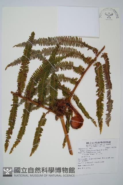 裡白藏品圖，第1張