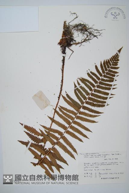 桫欏鱗毛蕨藏品圖，第1張