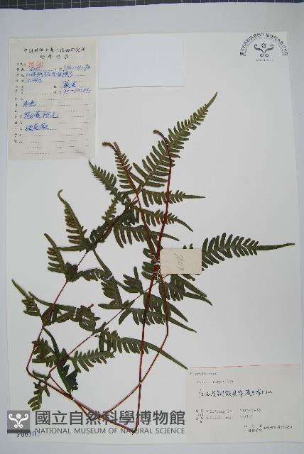 天草鳳尾蕨藏品圖，第1張