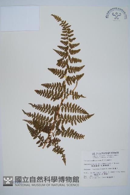 刺柄碗蕨藏品圖，第1張