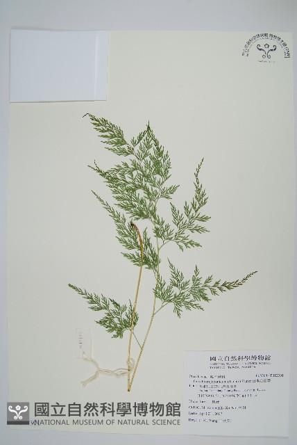 日本金粉蕨藏品圖，第1張