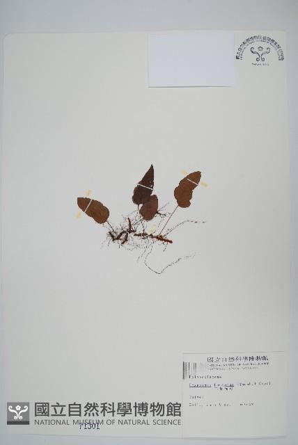 三葉茀蕨藏品圖，第1張