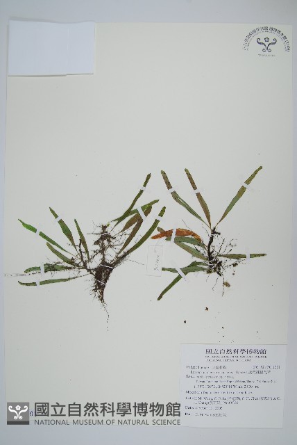 擬烏蘇里瓦葦藏品圖，第1張