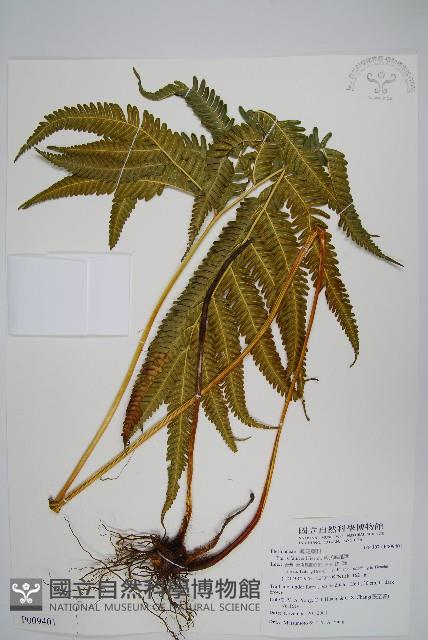 傅氏鳳尾蕨藏品圖，第1張