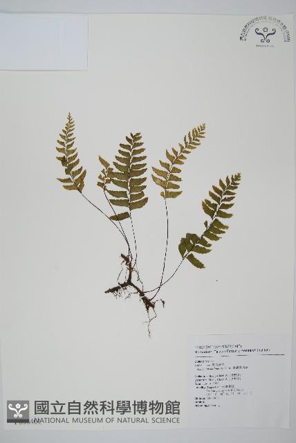 單邊鐵角蕨藏品圖，第1張