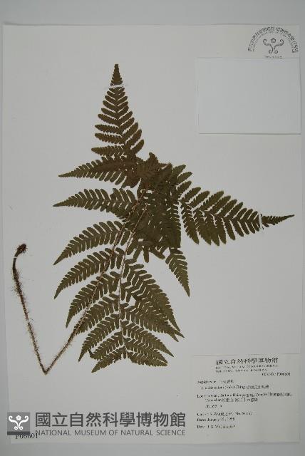 愛德氏肋毛蕨藏品圖，第1張