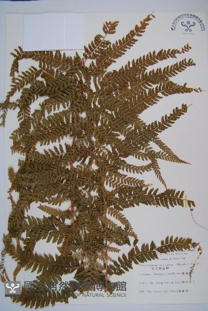 粗毛鱗蓋蕨藏品圖，第1張