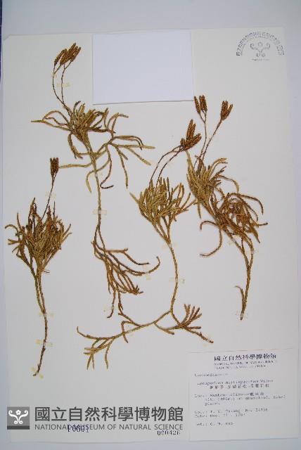 地刷子、多穗石松藏品圖，第1張