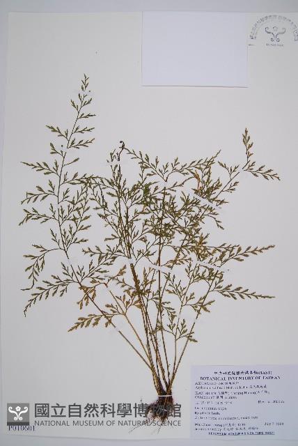 威氏鐵角蕨藏品圖，第1張