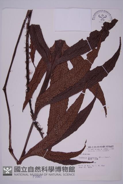 翅柄三叉蕨藏品圖，第1張