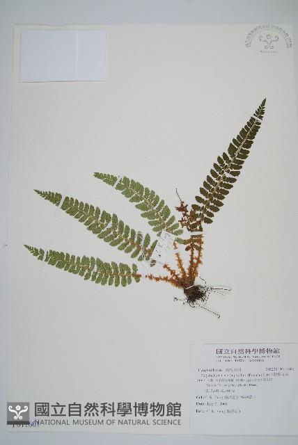 針葉耳蕨藏品圖，第1張