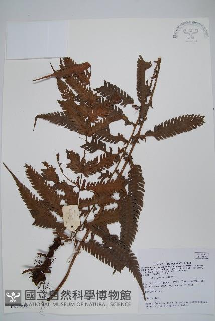 登錄號:P005601藏品圖，第1張