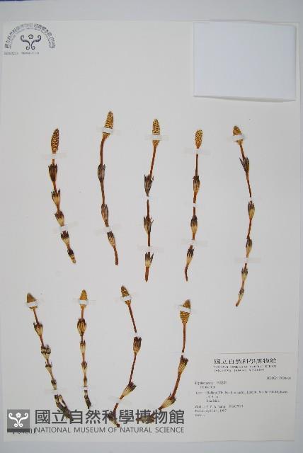 登錄號:P004601藏品圖，第1張